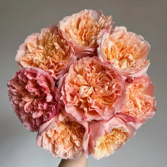 Edith Rose Plant｜伊迪斯 image 0