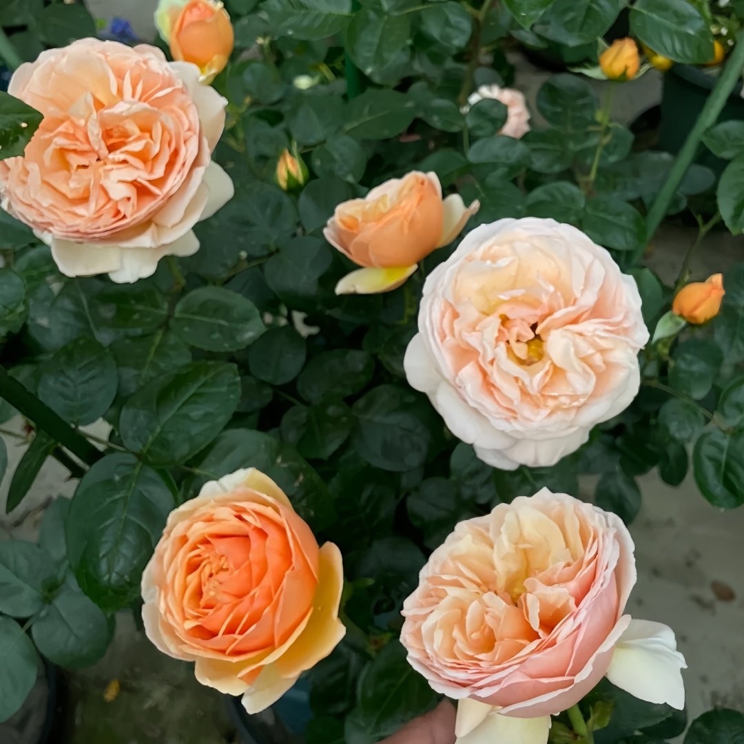 Tropicana Rose Plant|百香果 image 4