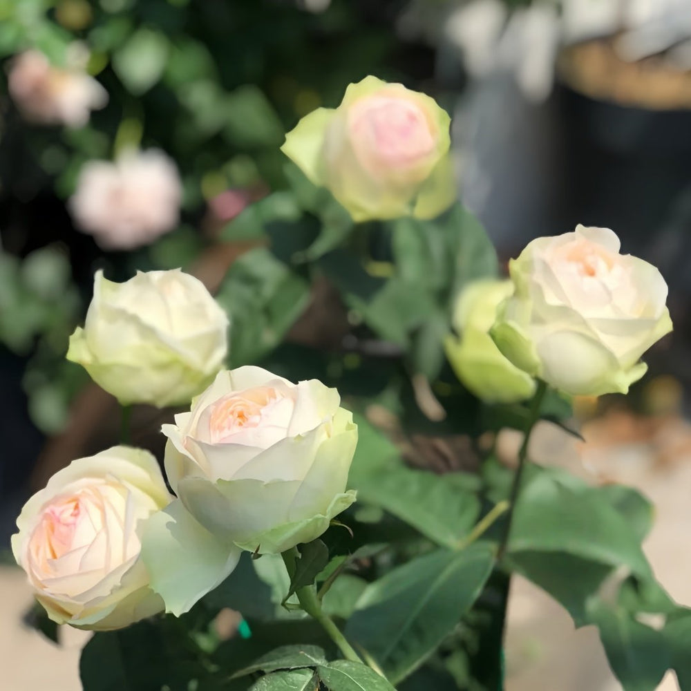 Armure Blanche Rose Plant |幻彩 image 8