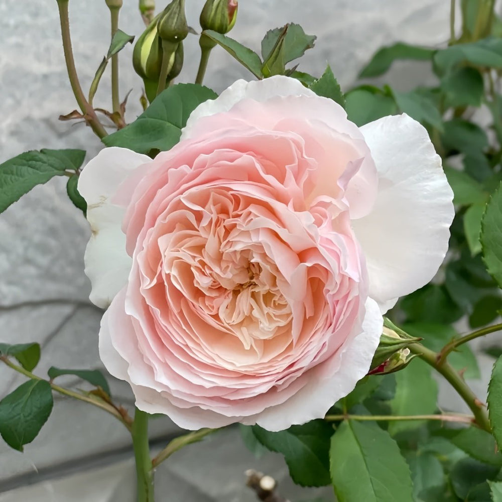 Hiyori Rose Plant|日和 image 5