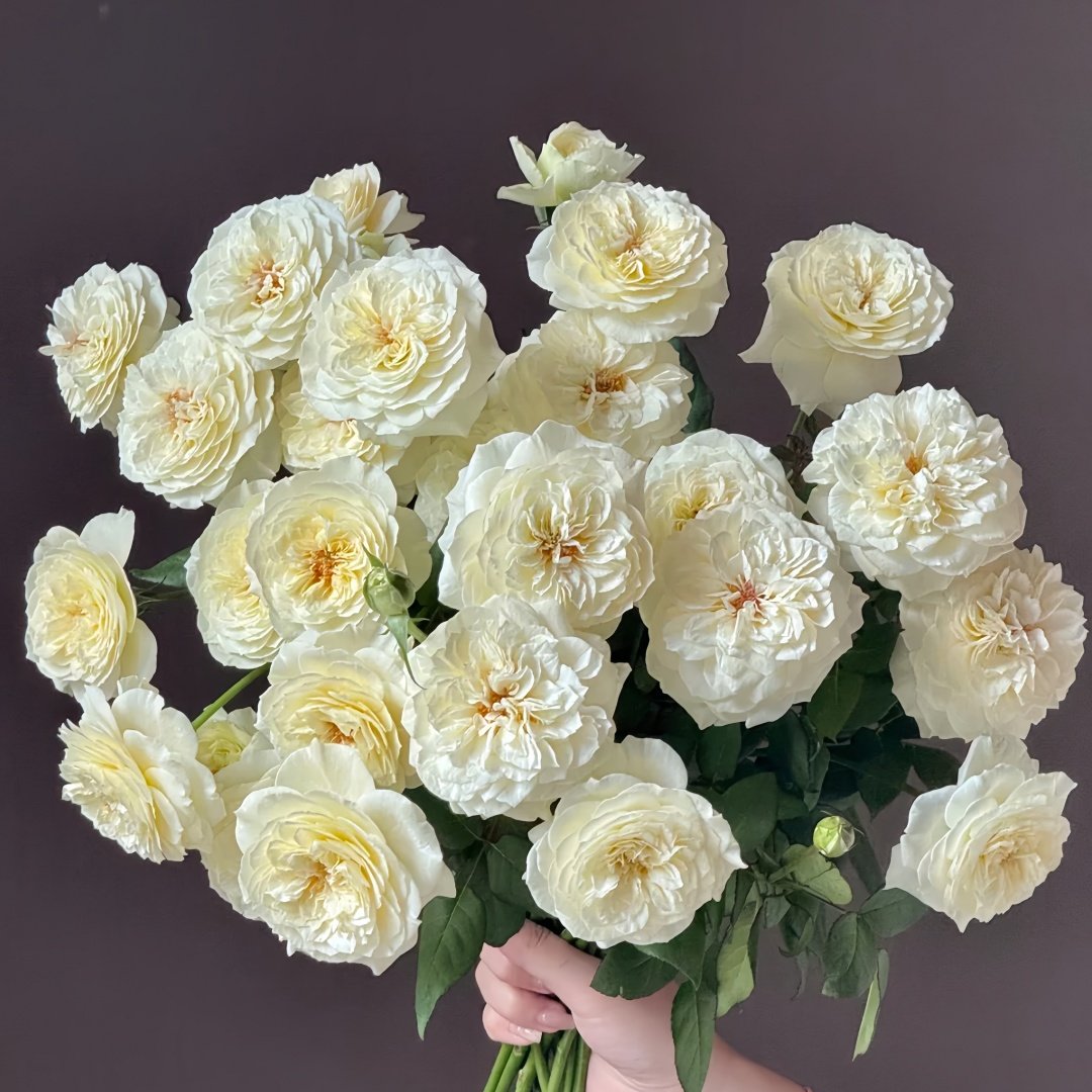 Leonora Rose Plant｜Ella Rose｜艾拉/尼罗娜 image 8