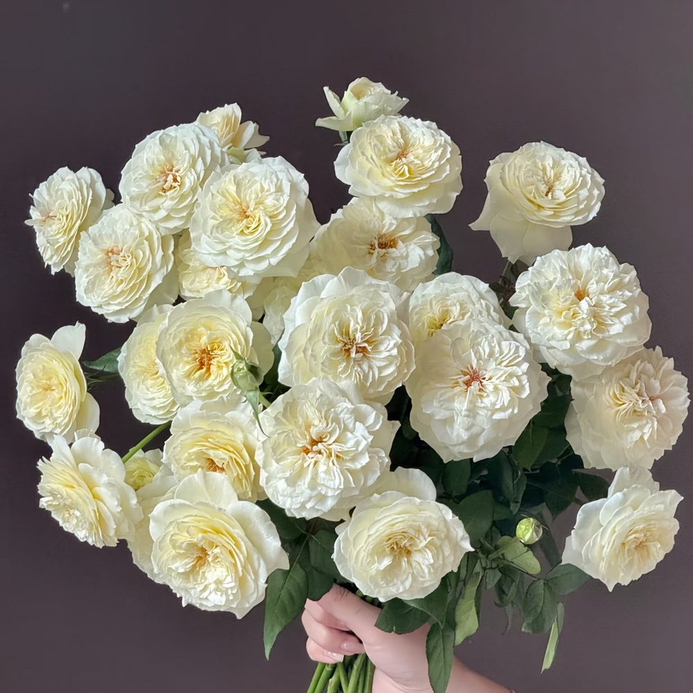 Leonora Rose Plant｜Ella Rose｜艾拉/尼罗娜 image 8