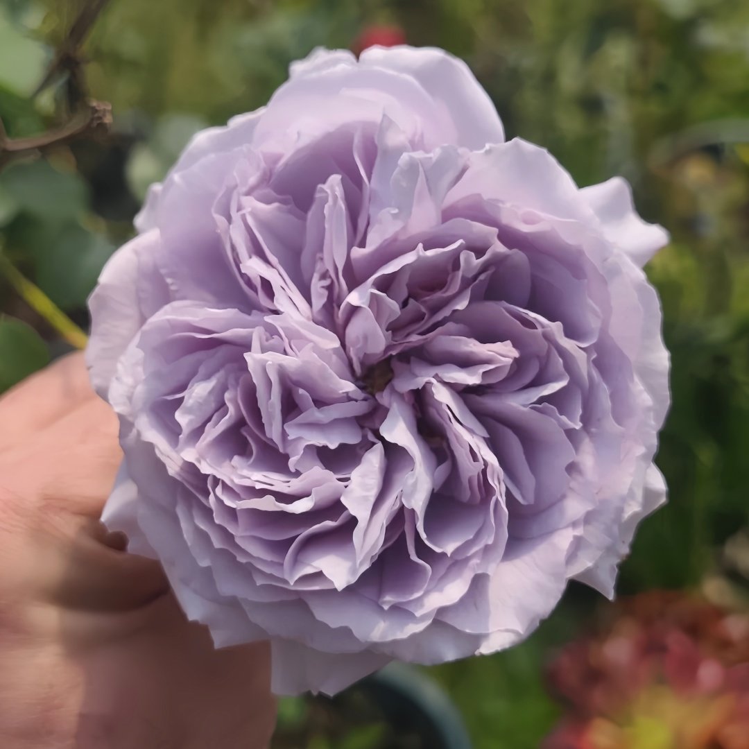 Antique Watch Rose Plant｜古董怀表 image 0