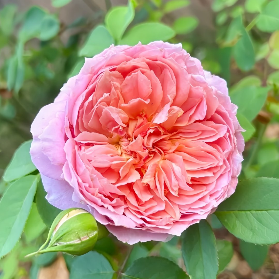 Moulin de la galette Rose Plant｜煎饼磨坊 image 1