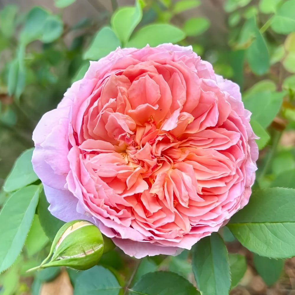 Moulin de la galette Rose Plant｜煎饼磨坊 image 1