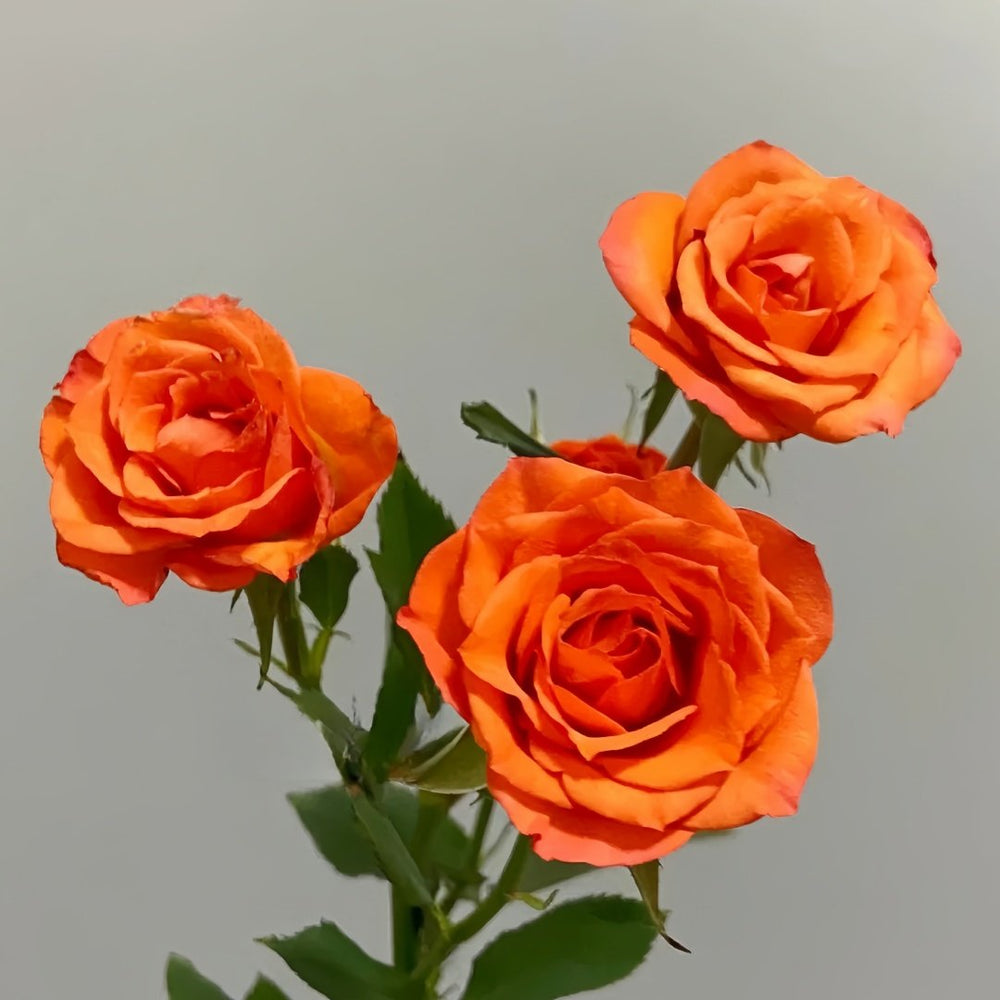 Orange Jewel Rose Plant ｜橙色芭比 image 5