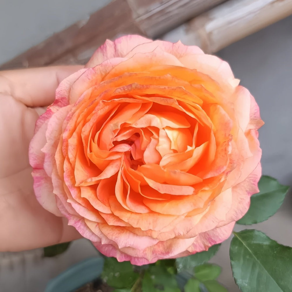 Fire X-pression Rose Plant｜大花美人 image 5