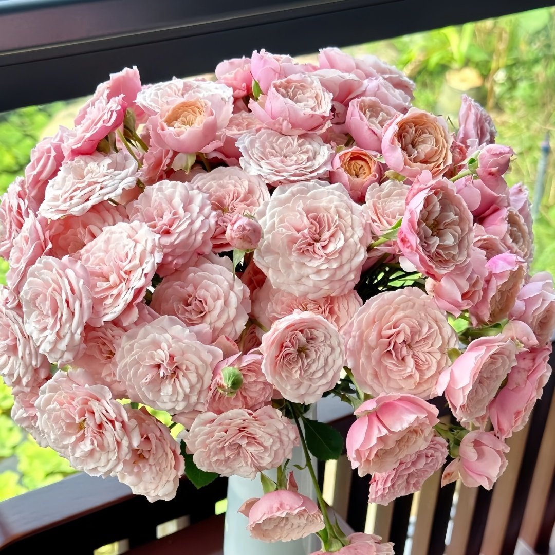 Lirica Rose Plant|丽丽卡 image 9