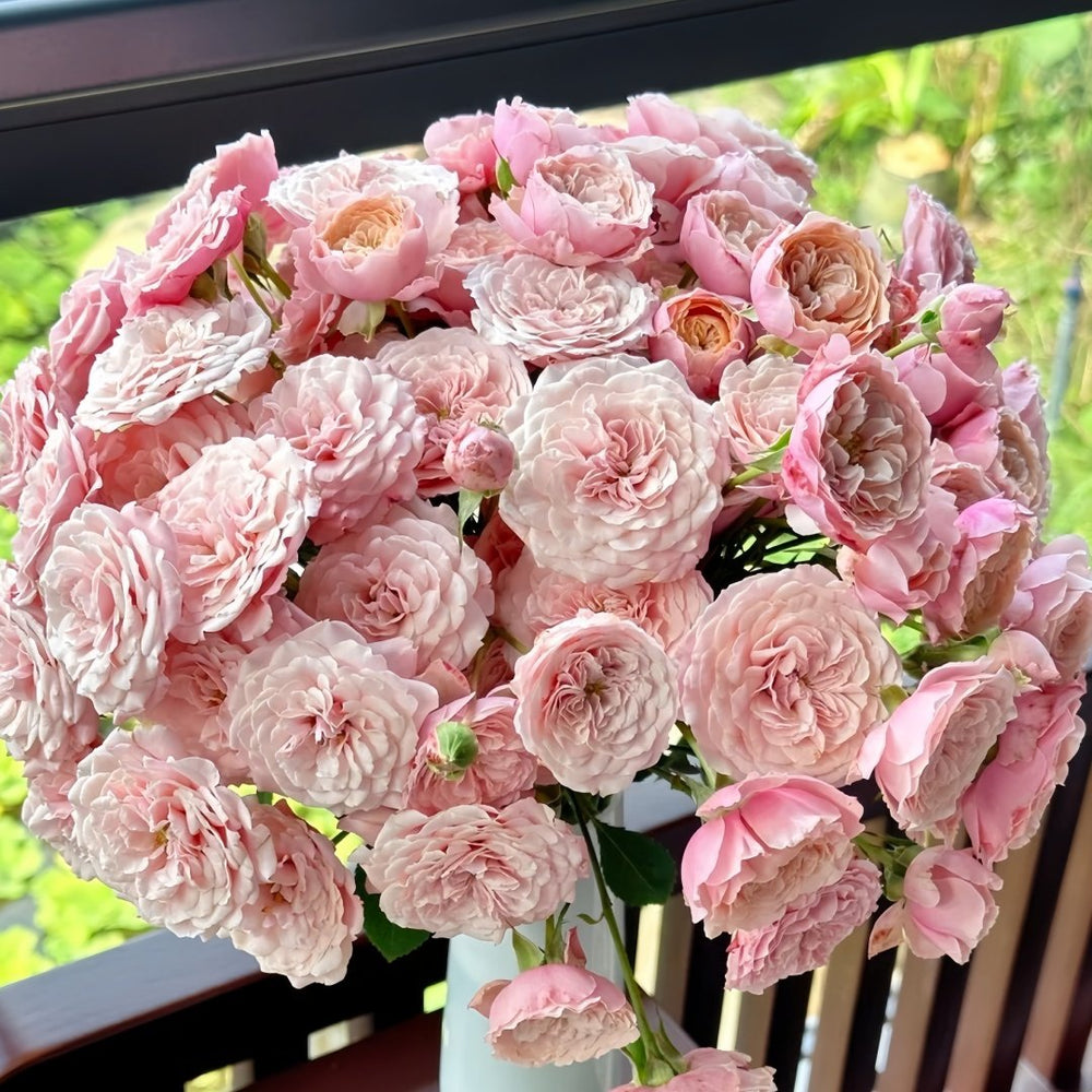 Lirica Rose Plant|丽丽卡 image 9