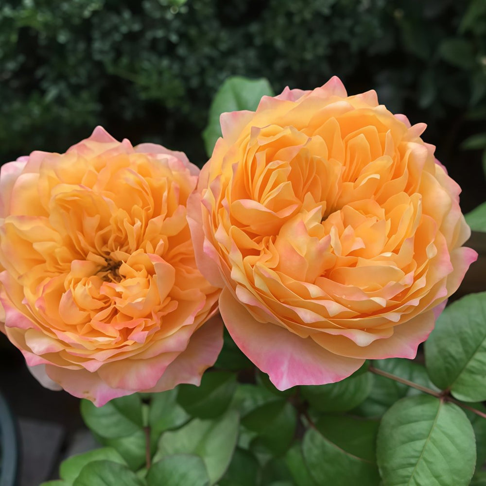 Golden Vuvuzela Rose Plant｜金色珊瑚心 image 7