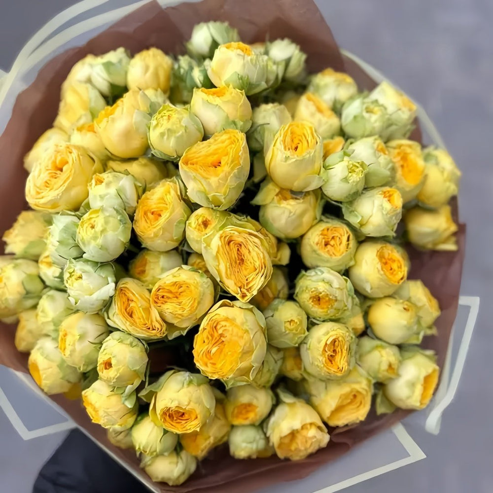 Sunny Trendsetter Rose Plant｜阳光潮流 image 0