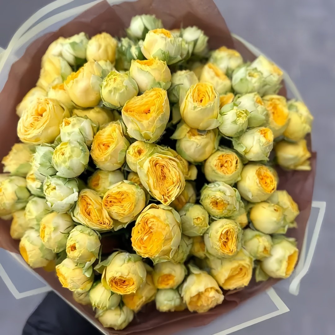 Sunny Trendsetter Rose Plant｜阳光潮流 image 0