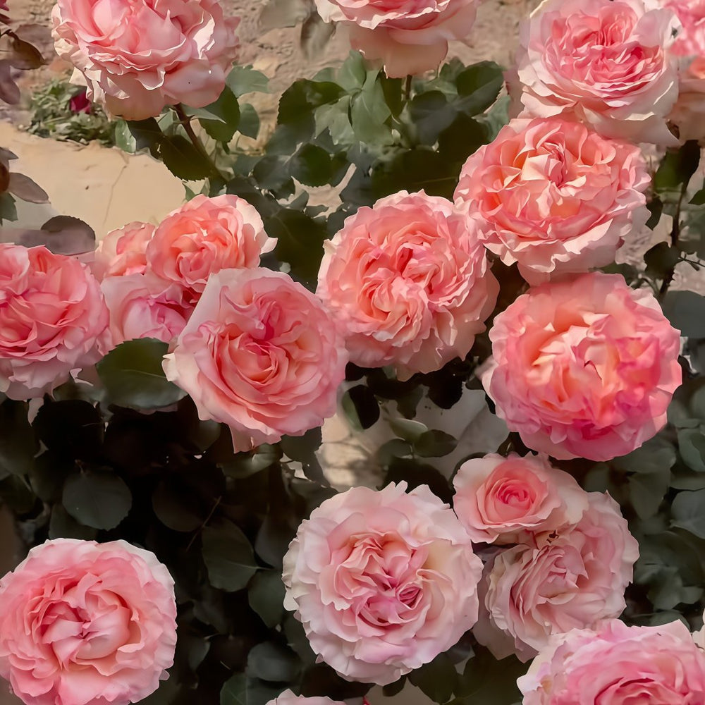 Butterfly Valley Rose Plant | 蝴蝶谷 image 9