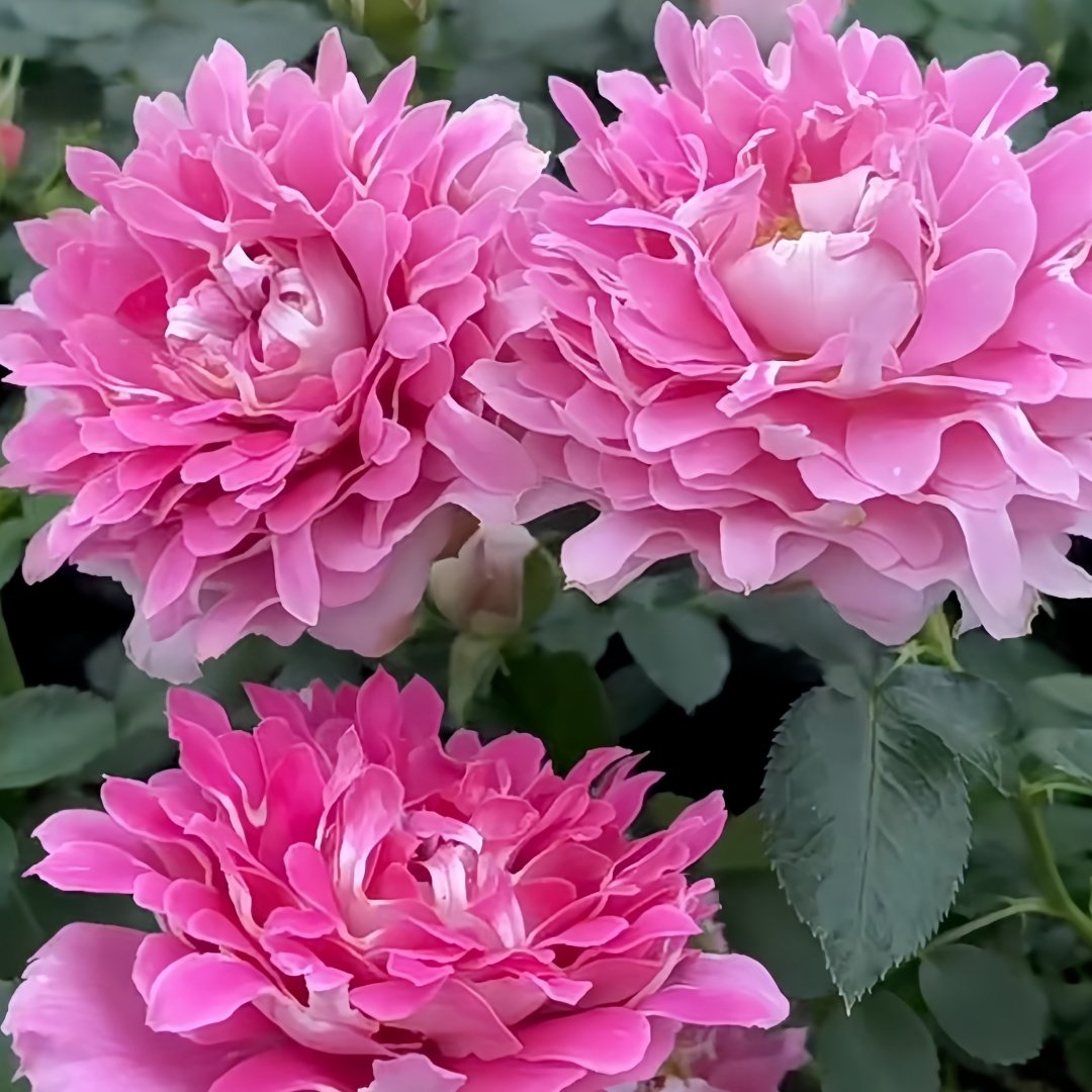 Fancy Rufle Rose Plant｜梦幻折边 image 3