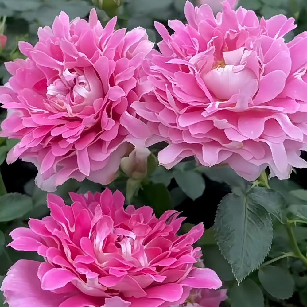 Fancy Rufle Rose Plant｜梦幻折边 image 3