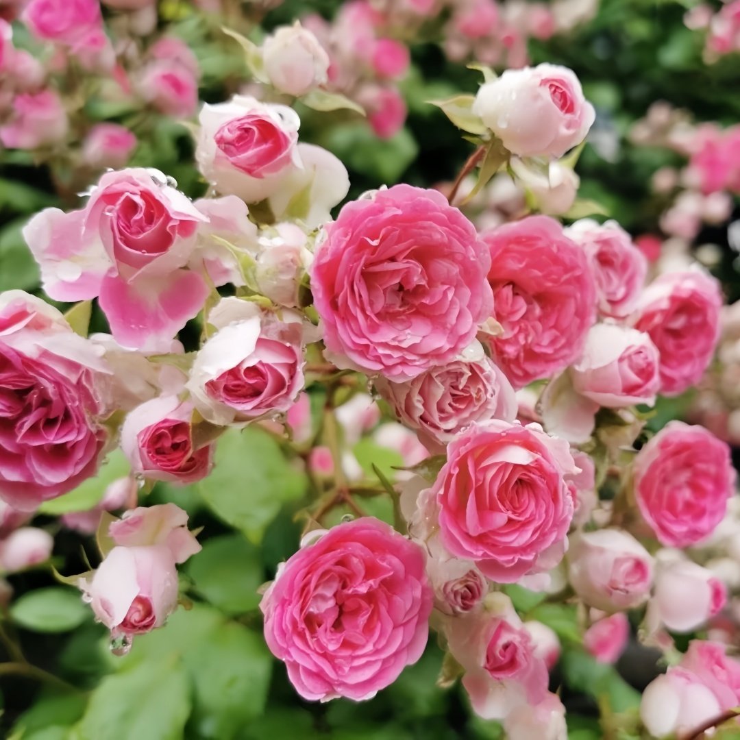 Rouge Rose Plant｜胭脂扣 image 1