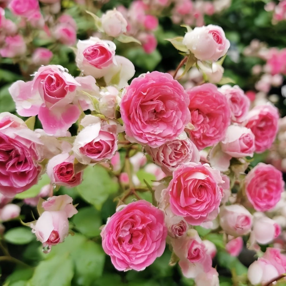 Rouge Rose Plant｜胭脂扣 image 1
