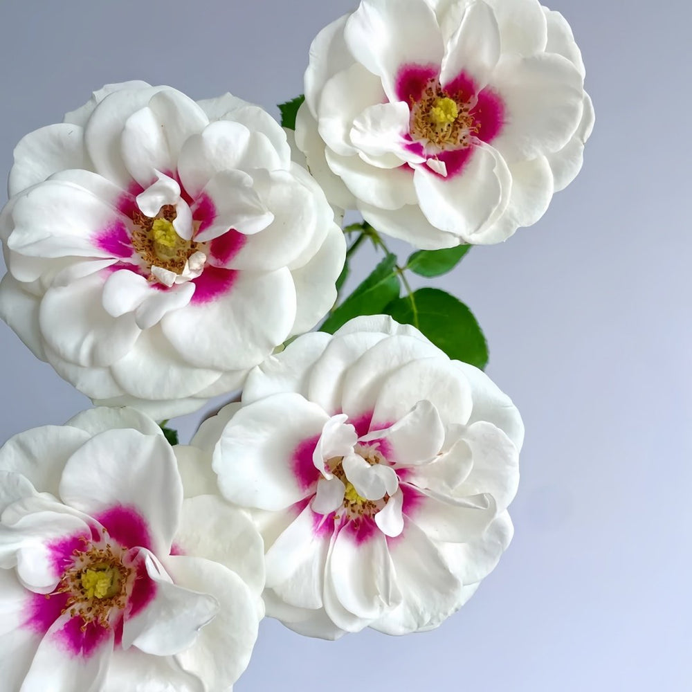 Brideside Rose Plant｜桥边之约 image 9