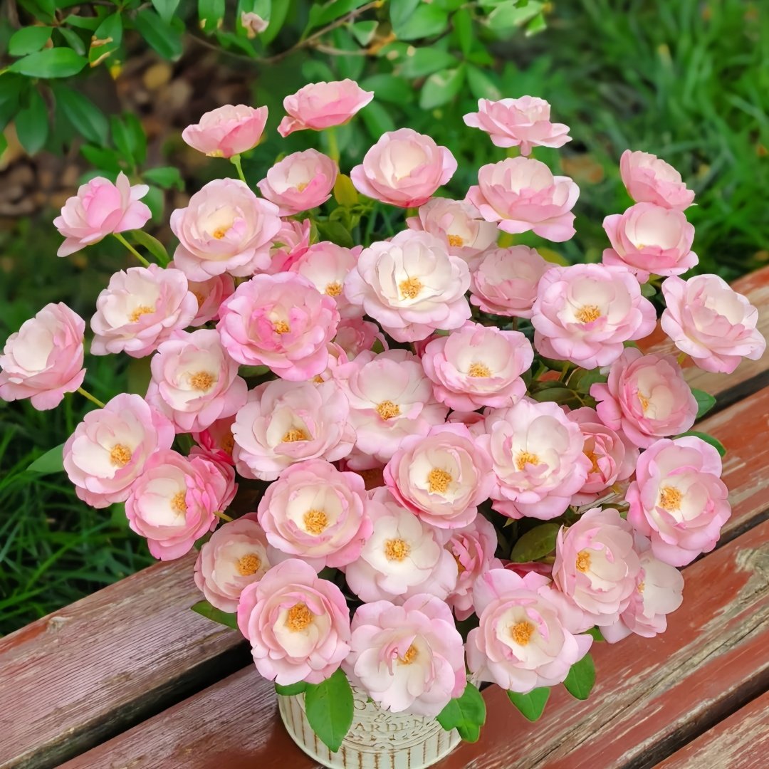 Strawberry Macaron Rose Plant｜草莓杏仁饼 image 1