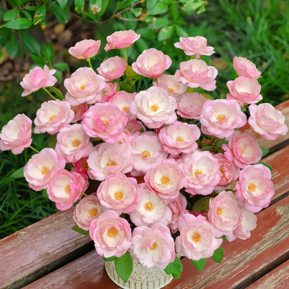 Strawberry Macaron Rose Plant｜草莓杏仁饼 image 1