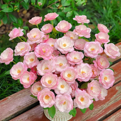 Strawberry Macaron Rose Plant｜草莓杏仁饼 image 1