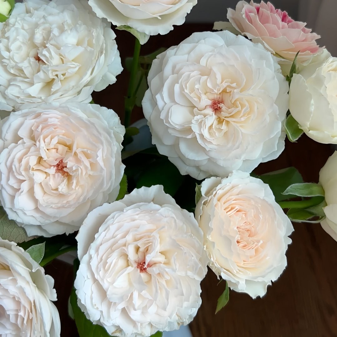 Cocotte Rose Plant | 可爱瓷 image 5