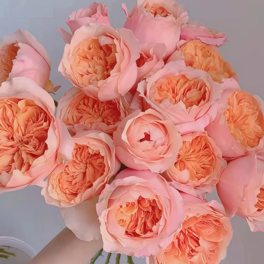 Victoria's secret Rose Plant|维多利亚的秘密 image 3