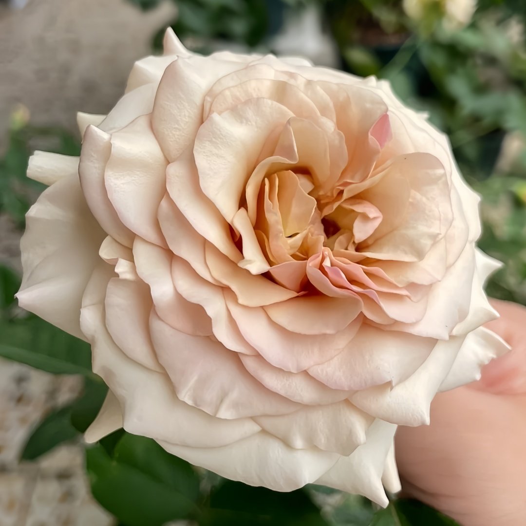 Ailes Rose Plant|翅膀/翼天使/第九天使 image 3