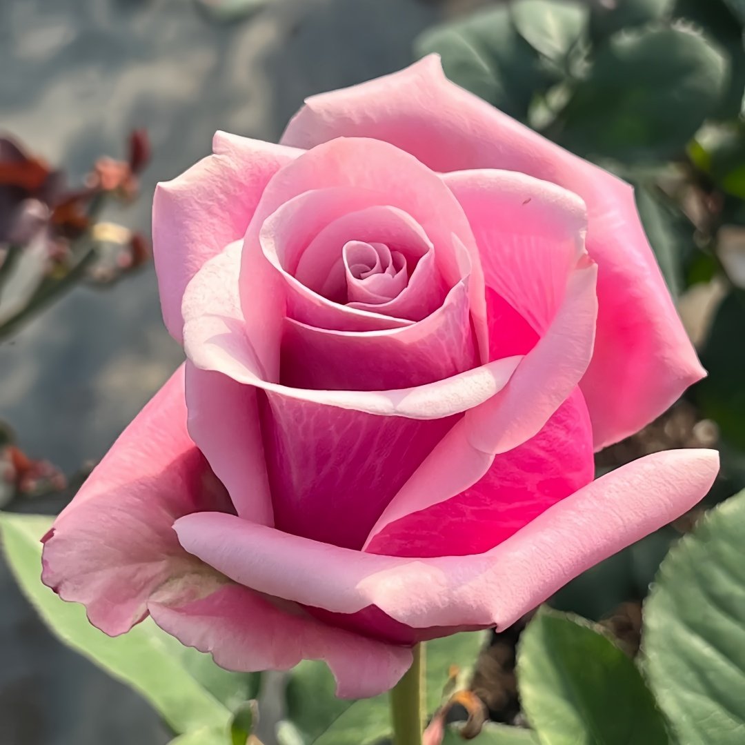Prime Time Rose Plant|黄金时间 image 5