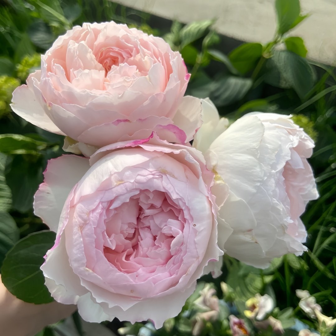 Cocotte Rose Plant | 可爱瓷 image 7