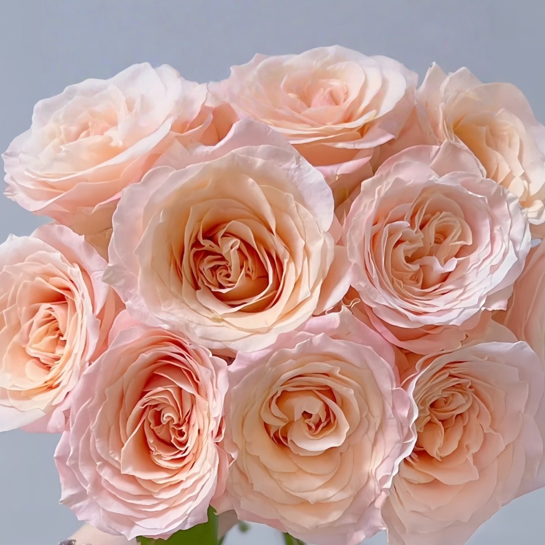 Warm Egg Soufflé Rose Plant｜暖心蛋奶酥 image 8