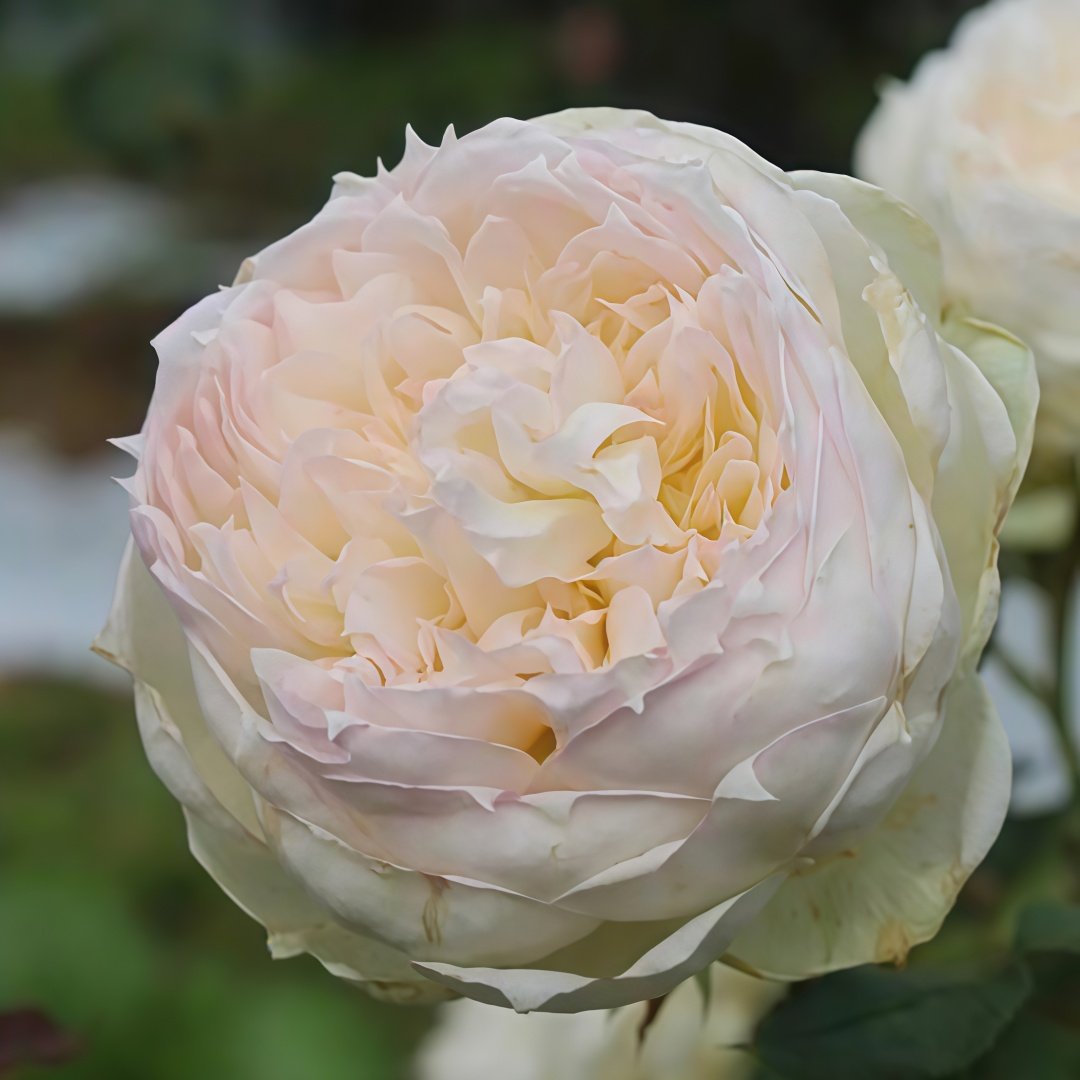 The Scientist Rose Plant|科学家 image 9