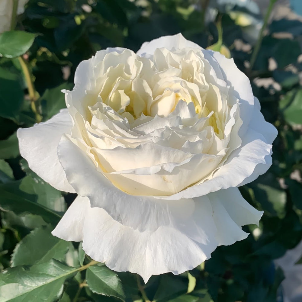 Patience Rose Plant｜耐心 image 6