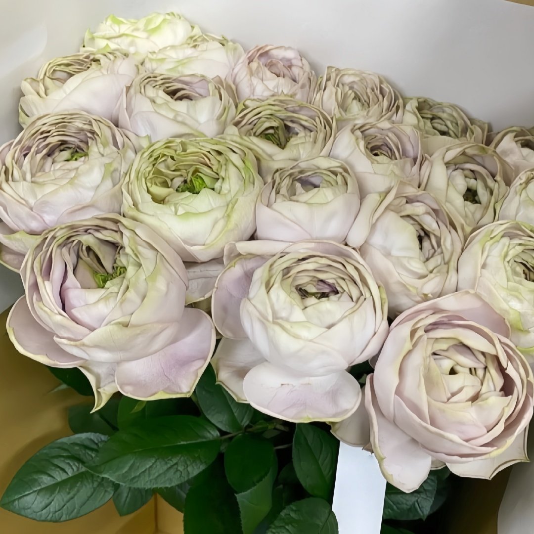 Shelvers Rose Plant | 贝壳花瓶 image 8