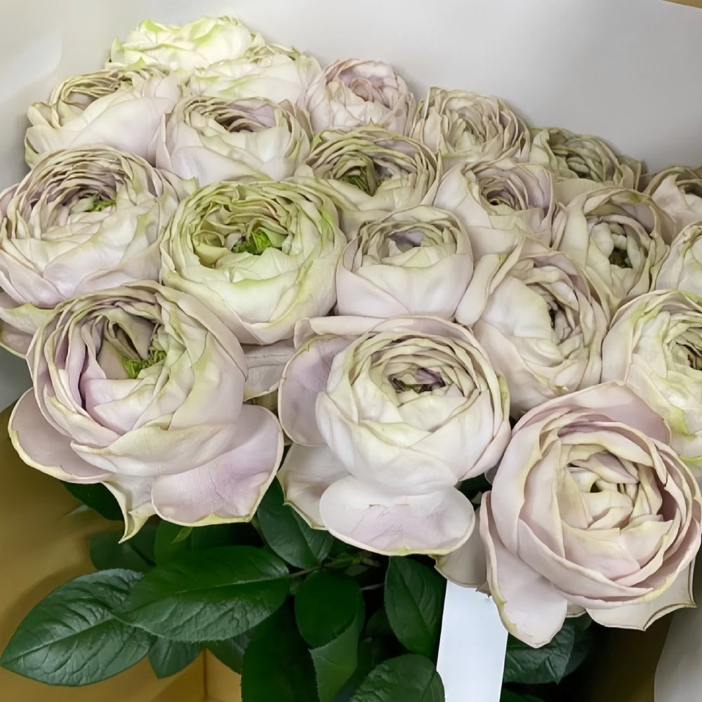 Shelvers Rose Plant | 贝壳花瓶 image 8