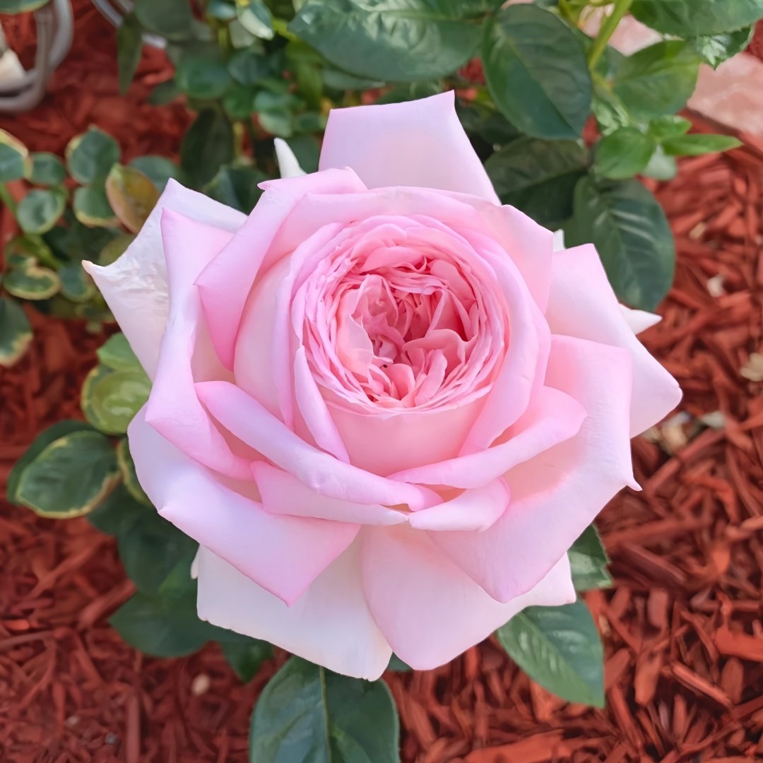 Amazing Grace Rose Plant ｜天赐恩宠 image 1