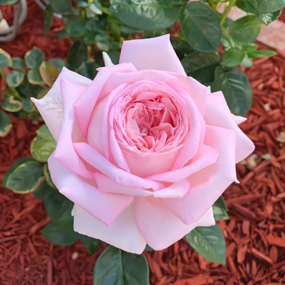 Amazing Grace Rose Plant ｜天赐恩宠 image 1