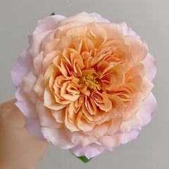 Miyabi Cha Rose Plant|茶雅 image 1