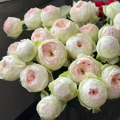 Pinky Pie Rose Plant｜粉红派 image 0