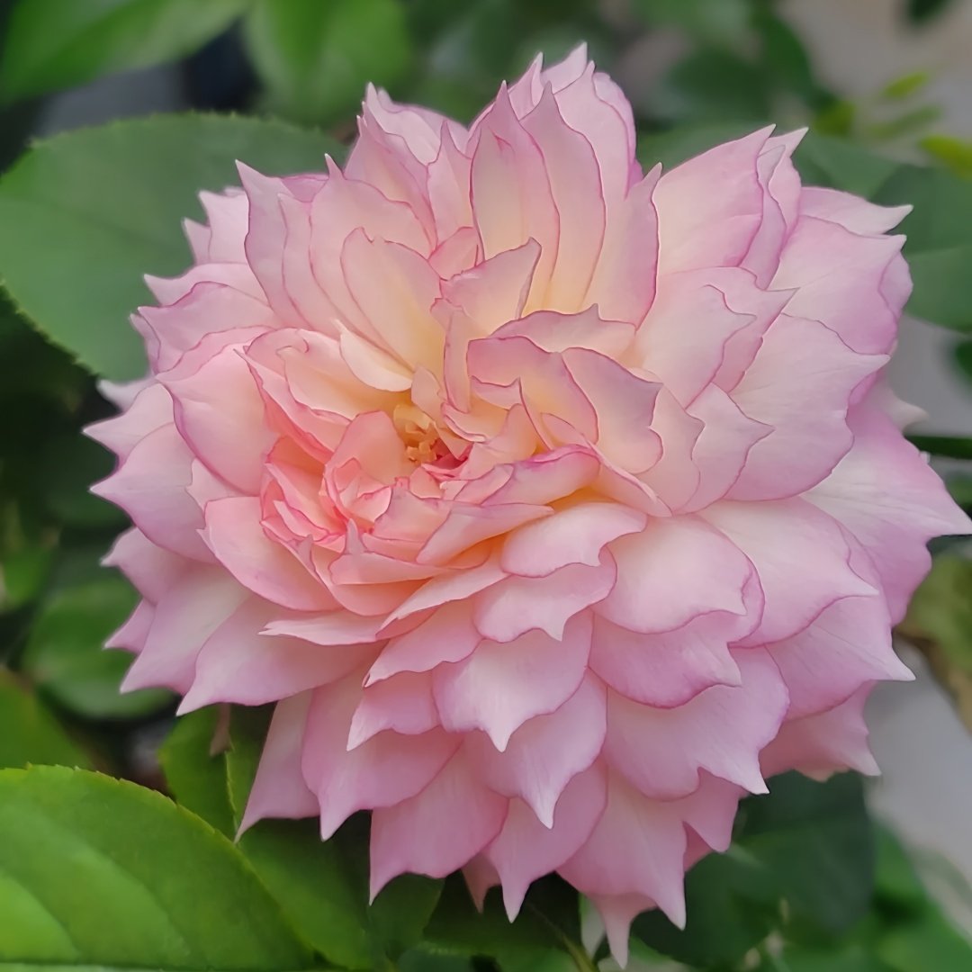 Jade Bowl Lace Rose Plant|玉碗纱 image 3