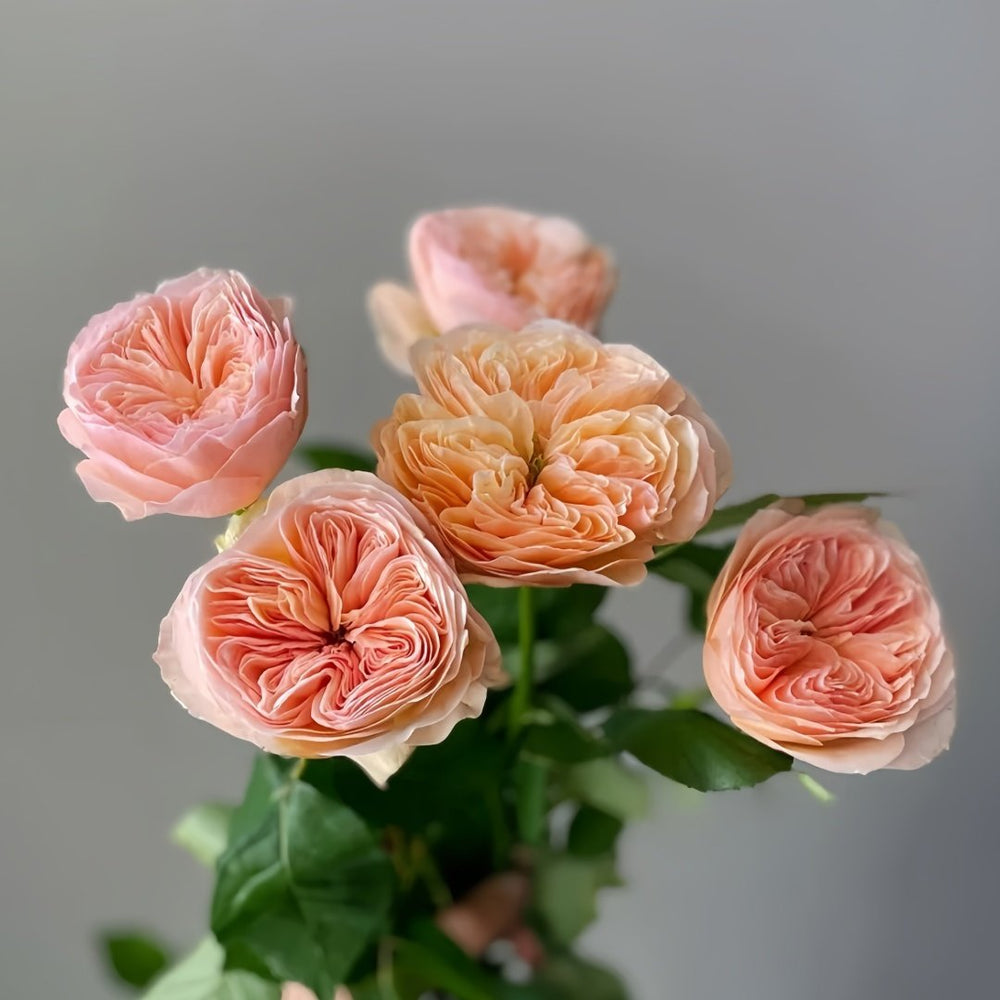 Georgina Gardens Rose Plant｜乔治娜花园 image 1