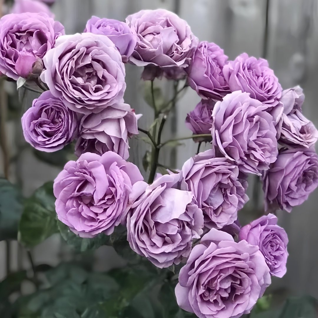 Kinda Blue Rose Plant｜微蓝 image 8