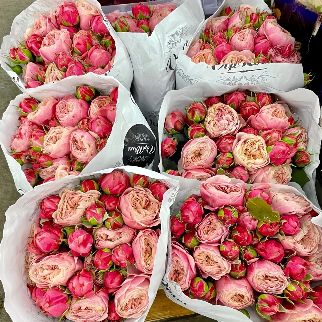 Victoria Classic Rose Plant｜维多利亚经典 image 4