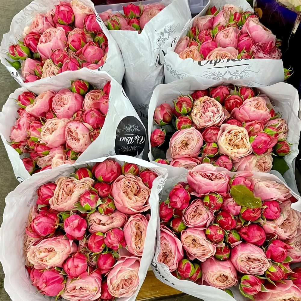 Victoria Classic Rose Plant｜维多利亚经典 image 4