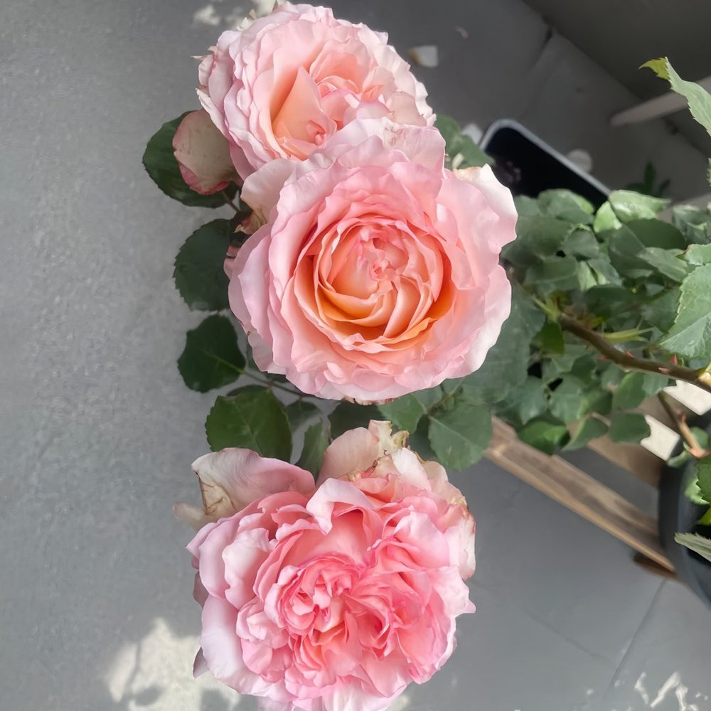 Butterfly Valley Rose Plant | 蝴蝶谷 image 8