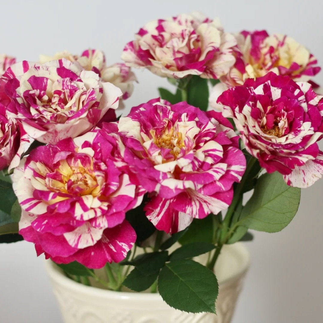 Maurice Utrillo Rose Plant｜莫里斯•尤特里罗 image 9