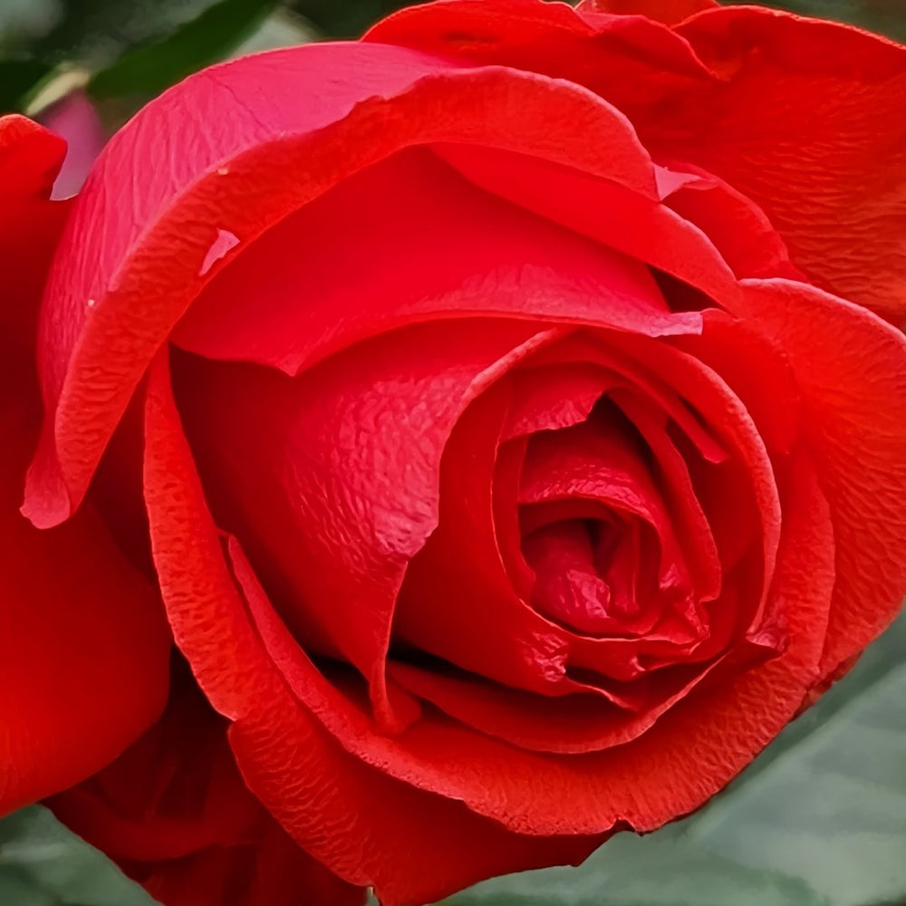 Nina Rose Plant｜妮娜 image 4