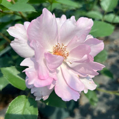 Couture Rose Tilia Rose Plant | 玫瑰时装 image 3