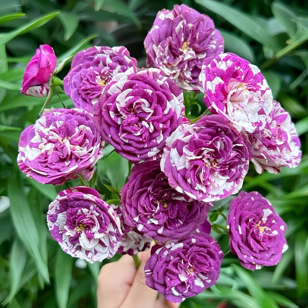 Scented Jewel Rose Plant|芬芳宝石 image 4