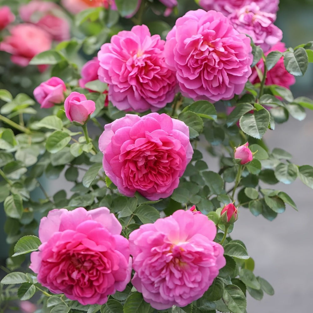Princess Anne Rose Plant|安妮公主 image 5